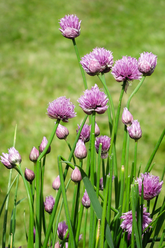 chives-1