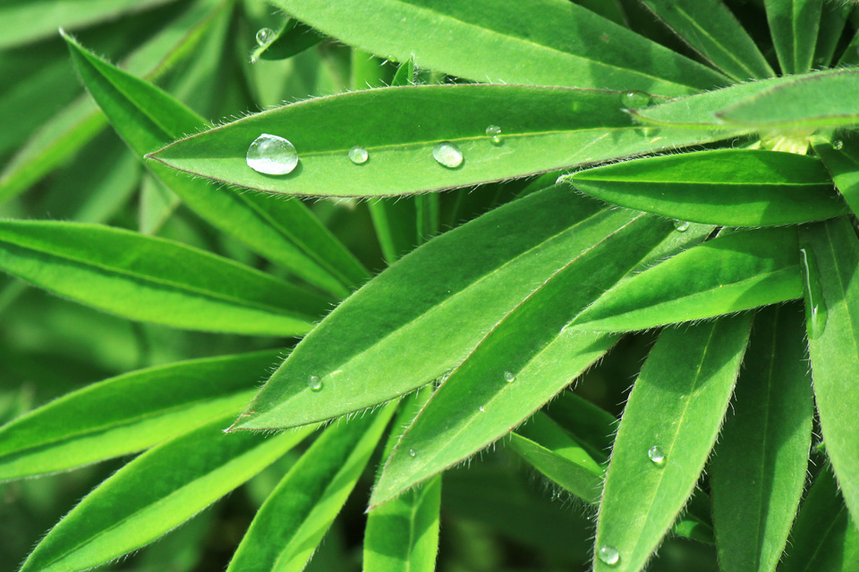 water-drop-leaves