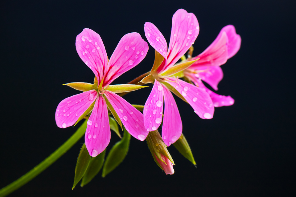 flower-Pelargonium-peltatum
