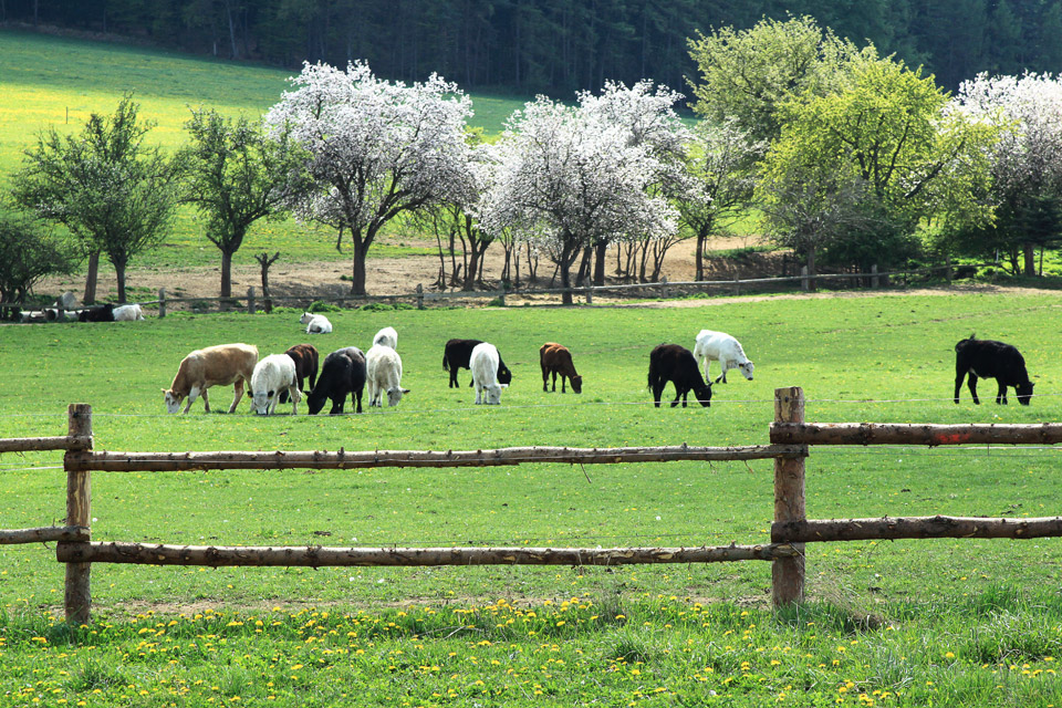 Roupov-farm-cattle