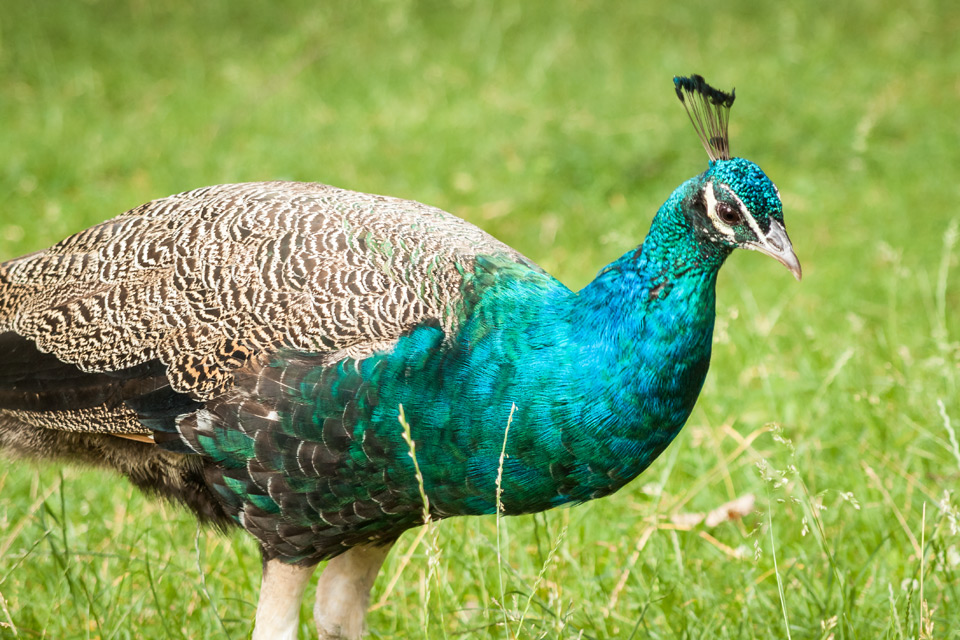 Blatná-castle-park-peacock